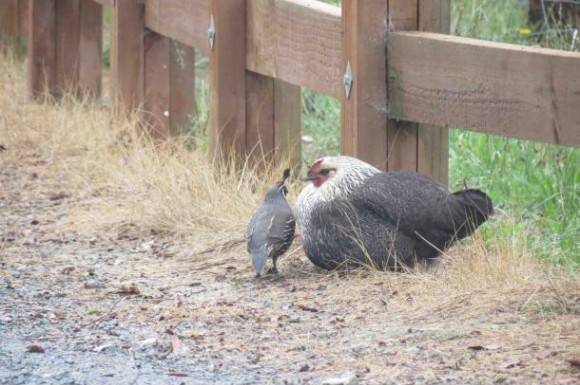 Chicken on my relative’s farm raised this quail from birth 6 yrs ago. She still thinks it’s her chick