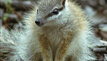 The Numbat