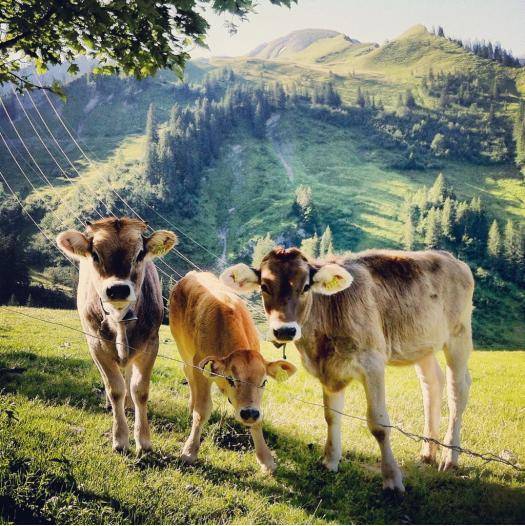 Favorite picture I took on a small family farm in the Swiss alps. They curiously ran over and posed.