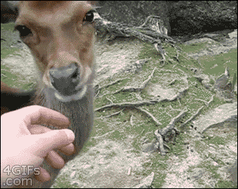 You have to be gentle with your deer