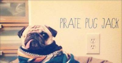 The Adorable One-Eyed Pirate Pug Dog