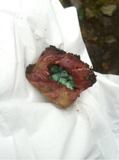 People are assh*les: Someone has been throwing pieces of meat filled with rat poison around Seattle parks for dogs to eat