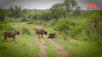 Buffalo saves his friend from a lion