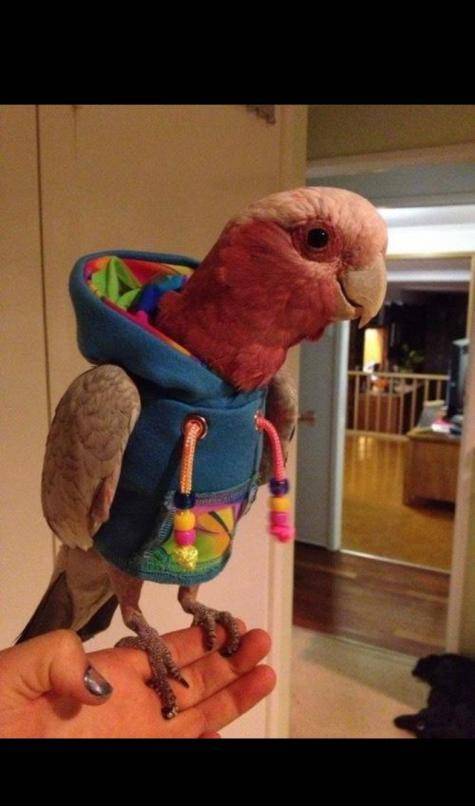In case you had never seen one, here's a bird wearing a hoodie