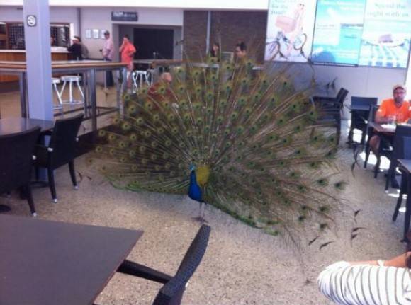 Having lunch in a cafe when a Peacock decided to come in and do his thang