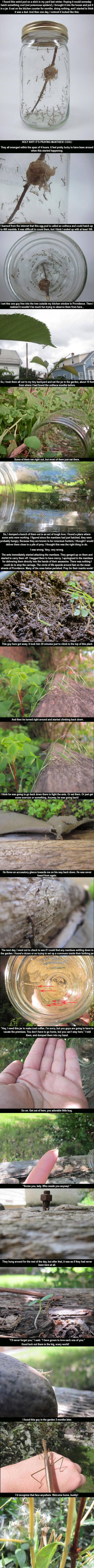 For my 3rd post, I have some praying mantises.