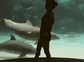 Entertaining the Dolphins!