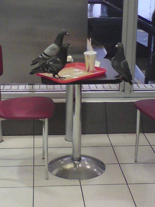 You've seen nothing until you've seen a picture of a pigeon having a job interview to become a pigeon