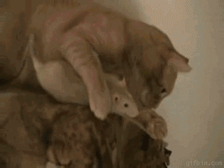 Cat you had one job.