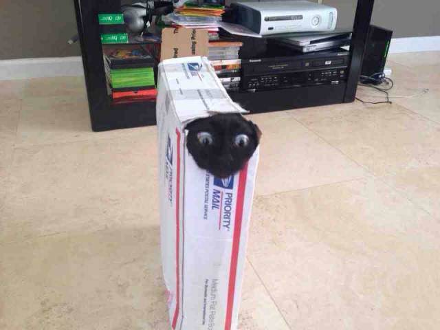 If I fit, I ship