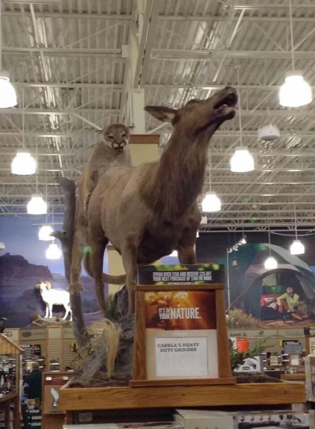 My friend took this picture at Cabela's. All it takes is the right angle.