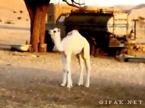 Camel
