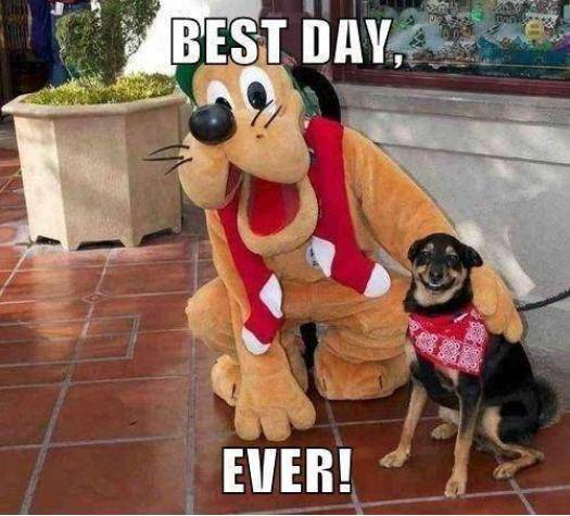 Disney- Where dreams come true!