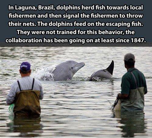 Dolphins are amazing