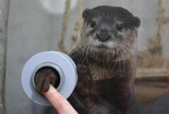 FYI, there is an aquarium where you can shake hands with otters.