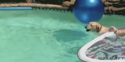 Puppy Surfs On Dog