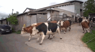 Happy cows returning to the pasture after a long winter in the cow shed