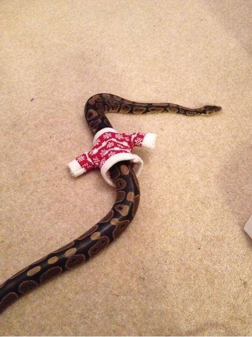 He is ready for Christmas