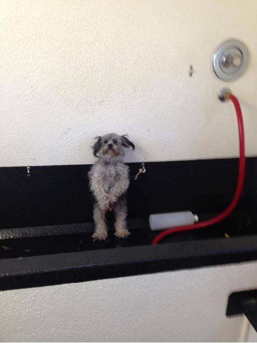 My dad grooms dogs for a living. He sent me this today