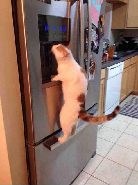 my friend’s cat recently started doing this if you don’t get her fresh water fast enough...