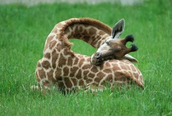 This is how a baby giraffe sleeps