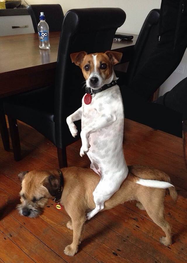 Ever since my boss got a new puppy, the other two have been fighting to get attention.