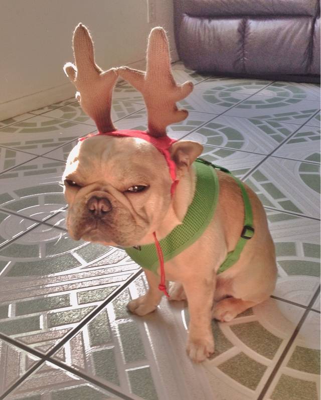 Not everyone is as excited about Christmas