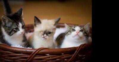 The Cutest Baby Animals Pics of 2013