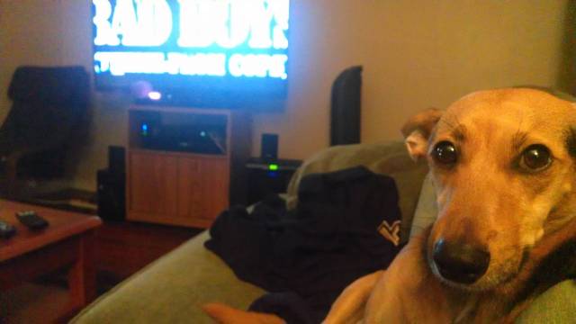 Singing along with the cops theme song that came on Xbox music. He got scared and crawled in my lap. Didn't realize I was saying bad boy over and over