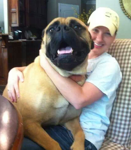 Boss. The bull mastiff who thinks he's a lap dog