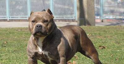 Pitbulls Acting like Hero's to Save Their Owners