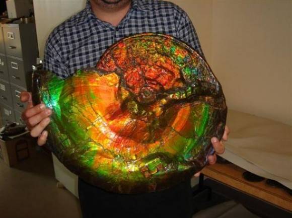 I present to to you: a gigantic opalized ammonite fossil