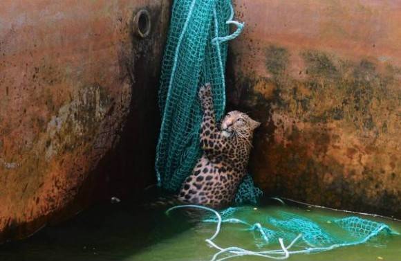 Leopard rescued from a water reservoir tank.