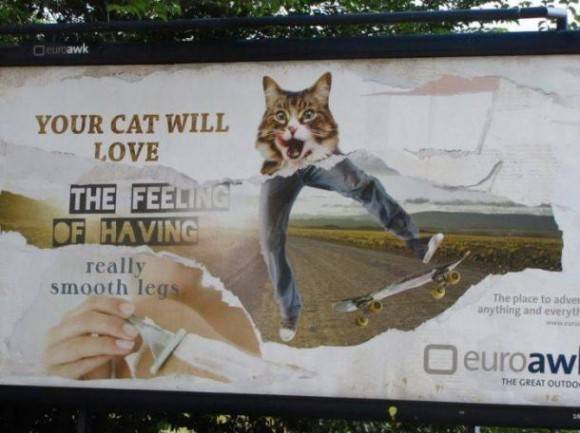 Your cat will love..