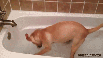 Some puppiess really don't like to take a bath. And then...there's this