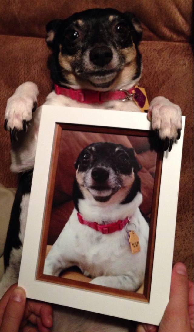 My dog really liked the gift I bought her.