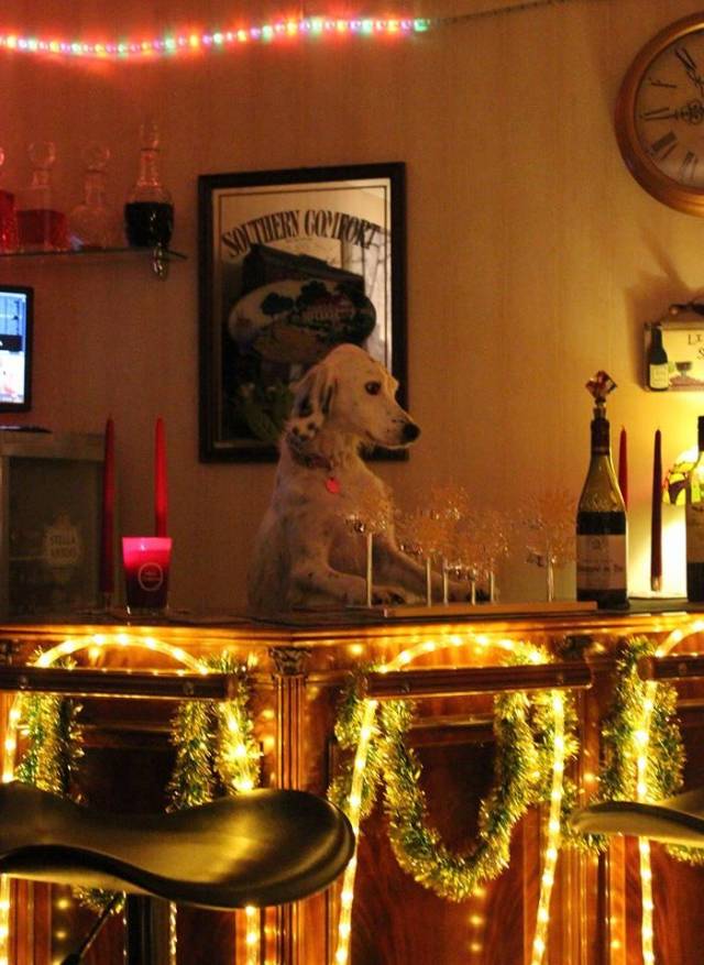 Our dog has recently discovered she can jump up onto our bar stools.