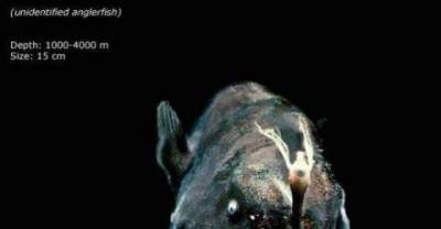 Unusual and Terrifying Animals from the Deepest Ocean Depths