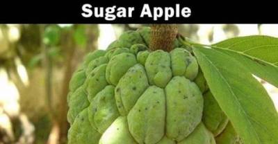 An Interesting Assortment of Totally Obscure and Foreign Fruits