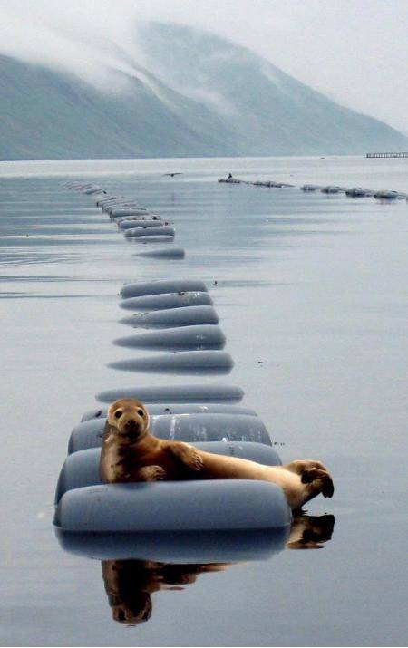 Most interesting seal in the world.