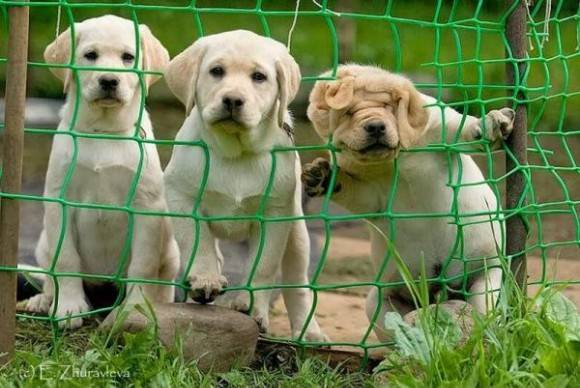 Three degrees of curiosity