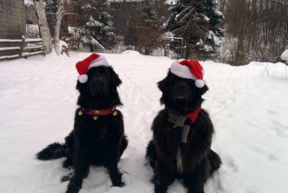 Reindeer dogs...