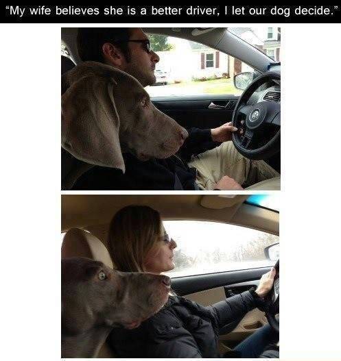 Man's best friend.