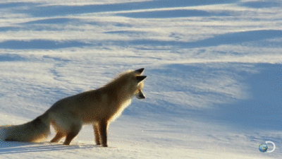 The fox. So graceful and majestic.