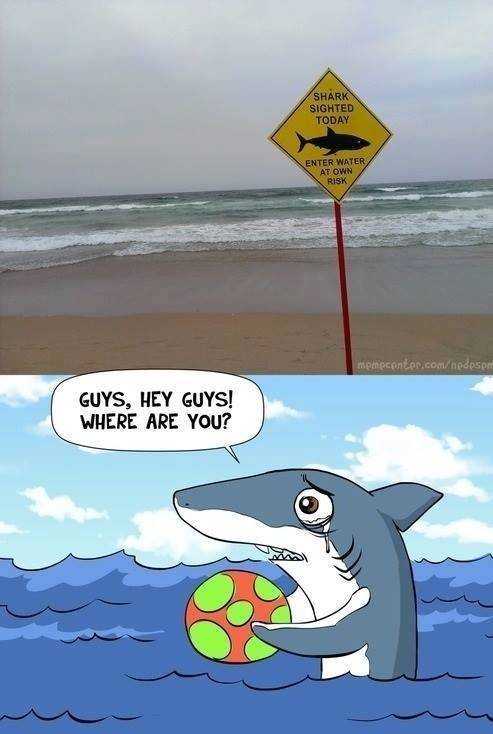 Poor shark