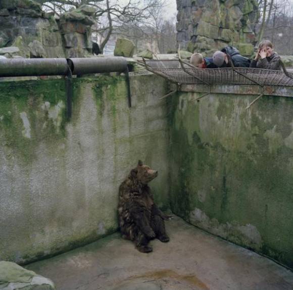 A bear sits alone in a pit in the utterly depressing Kaliningrad zoo.