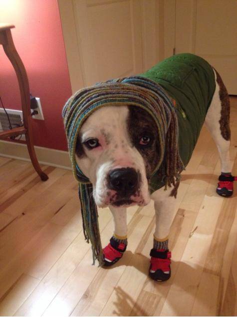What happens when it is negative degrees out and your parents are kind enough to watch your dog while you are out of town.