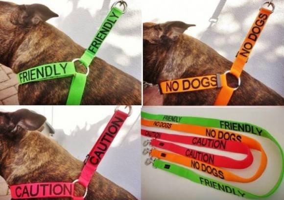 A good idea for dog owners