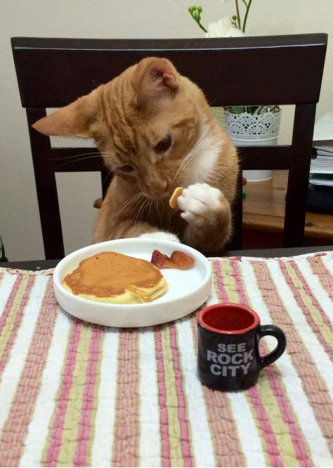 So my sister sent me this pic of her cat eating breakfast...