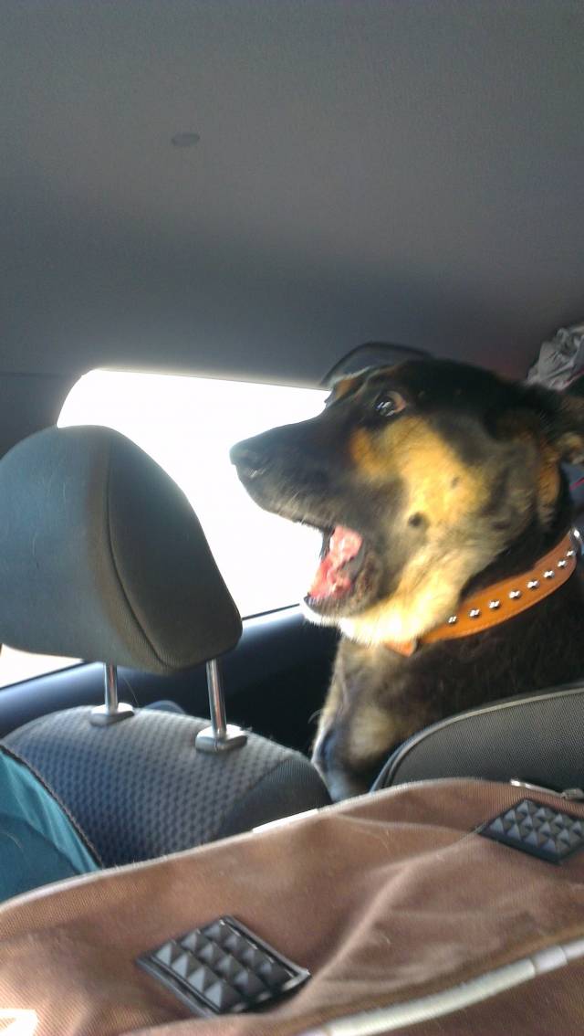 My dog isn't the most trusting passenger either.
